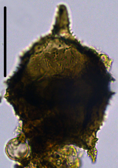 Cerodinium cpx denticulate Dde27X310121301090b.jpg